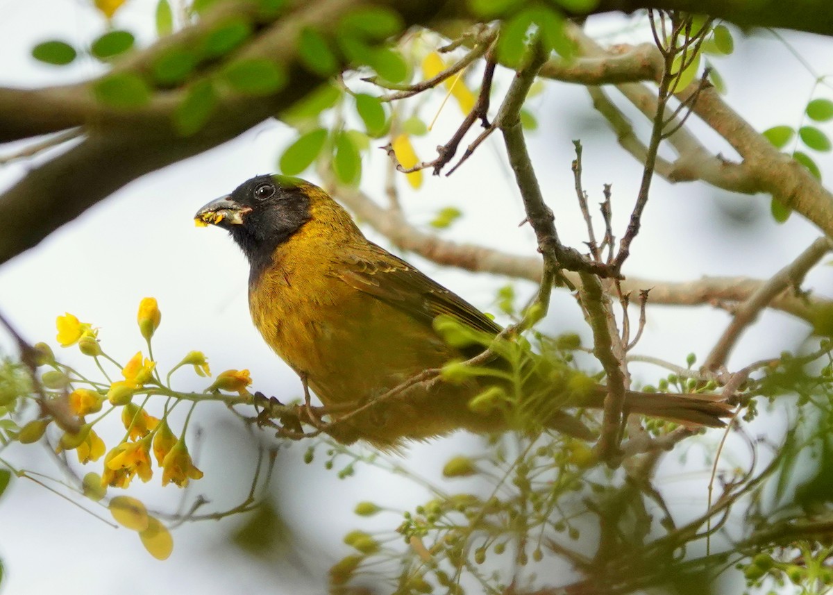 Crimson-collared Grosbeak - ML631157143