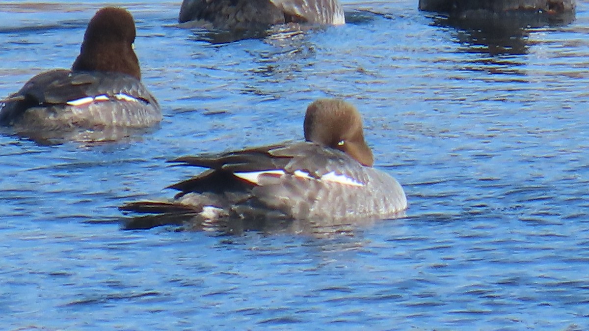 Common Goldeneye - ML631157174