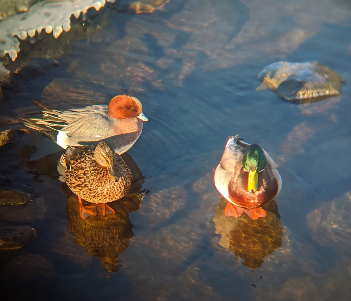 Eurasian Wigeon - ML631157258