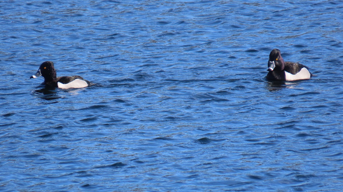 Ring-necked Duck - ML631157320