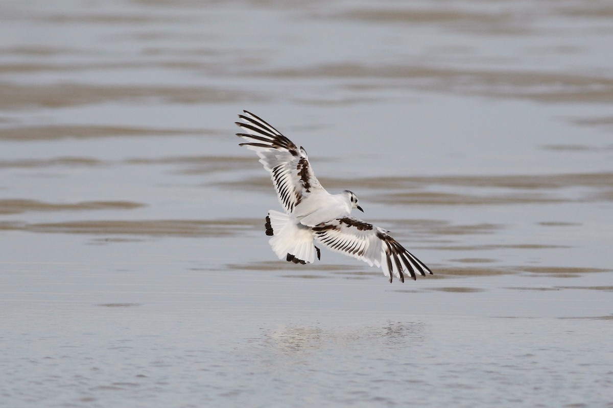 Little Gull - Peter Flood