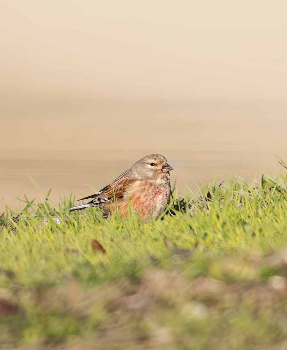 Eurasian Linnet - ML631157419