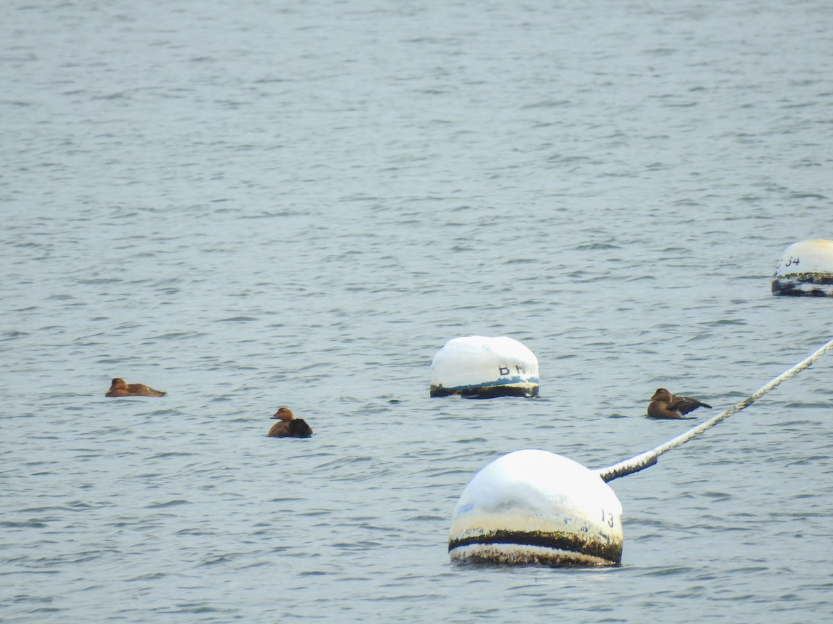 Common Eider - ML631157522