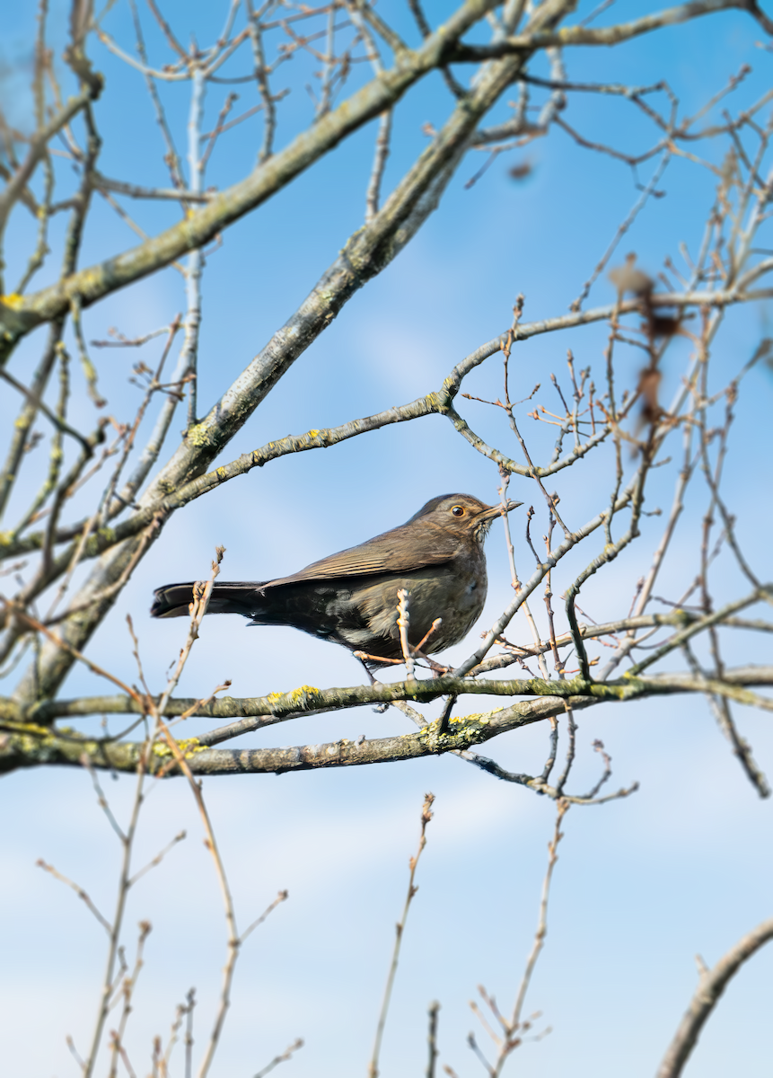 Eurasian Blackbird - ML631157563