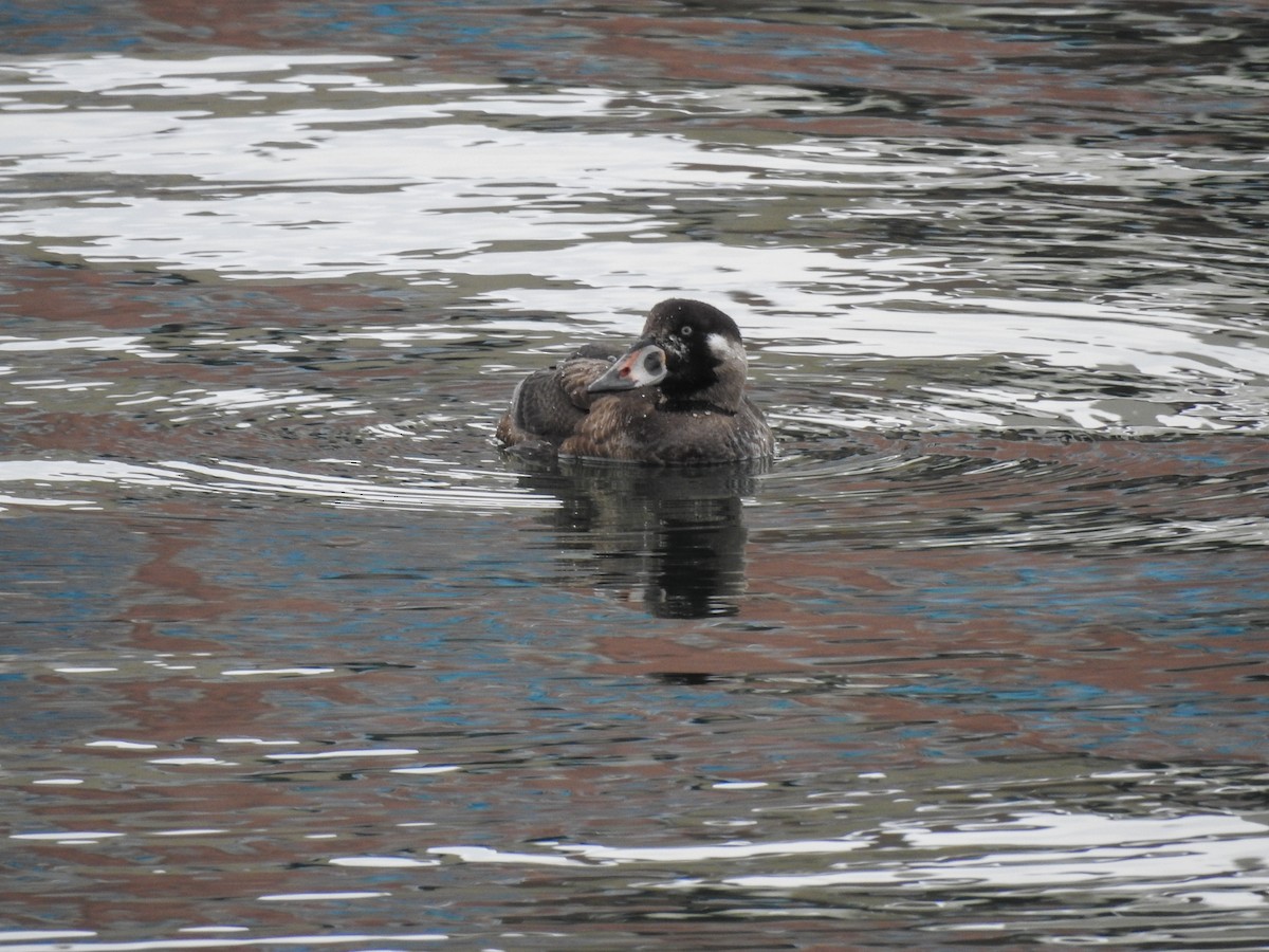 Surf Scoter - ML631157606