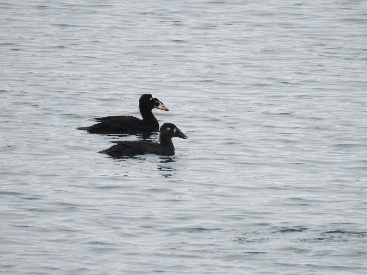 Surf Scoter - ML631157607