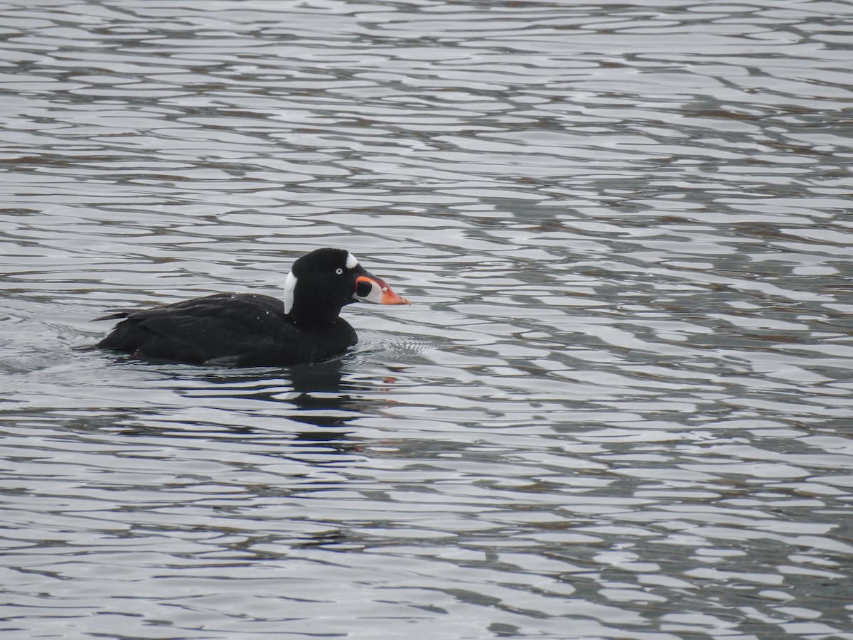 Surf Scoter - ML631157608