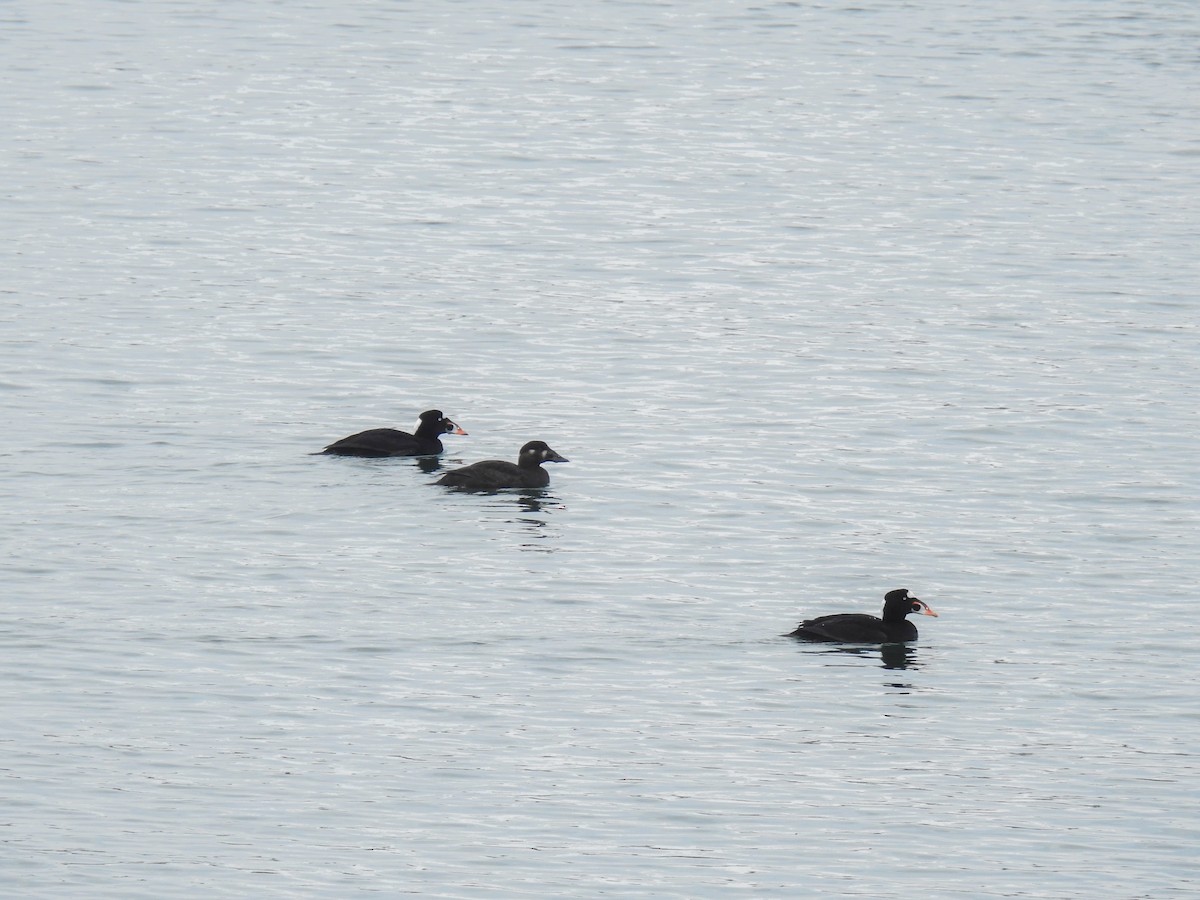 Surf Scoter - ML631157611