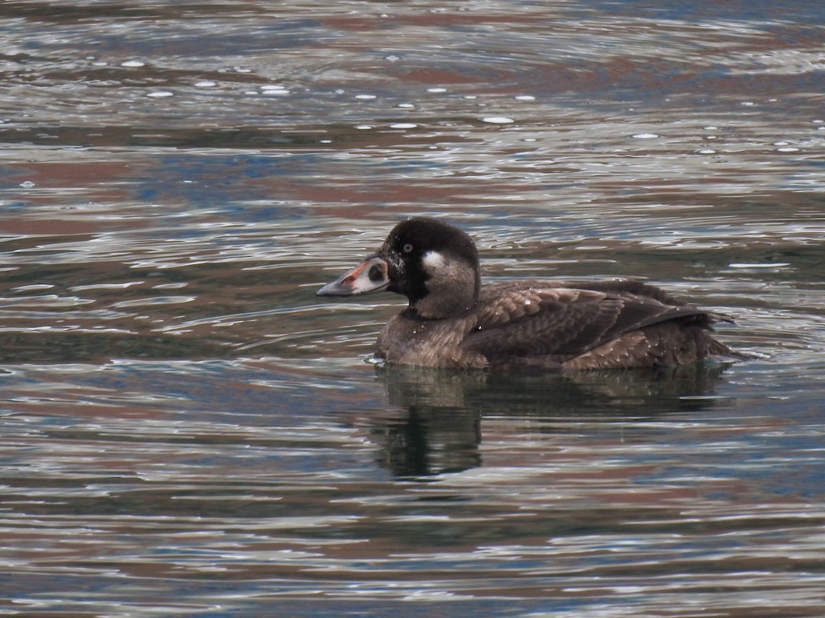 Surf Scoter - ML631157613
