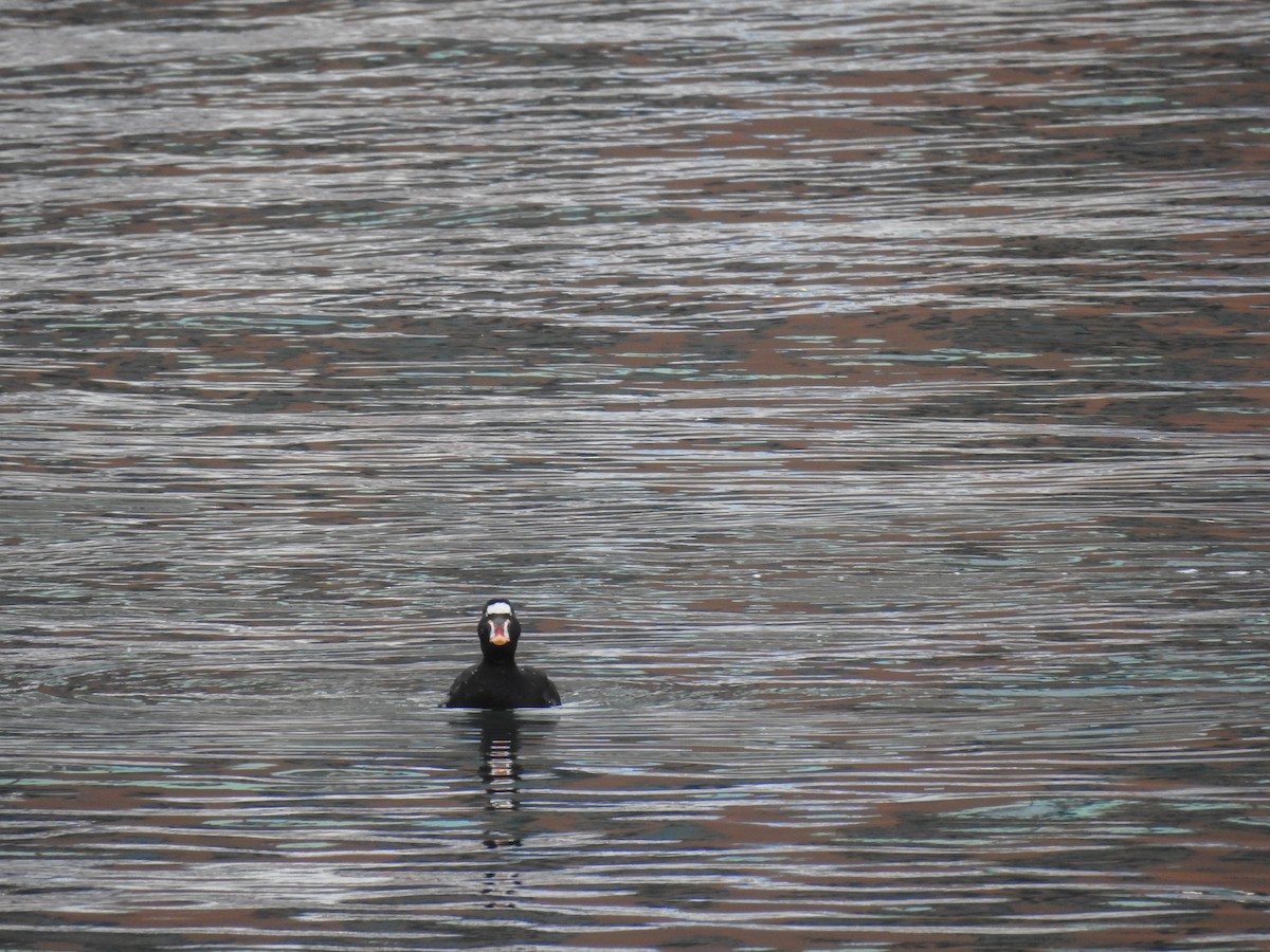 Surf Scoter - ML631157614