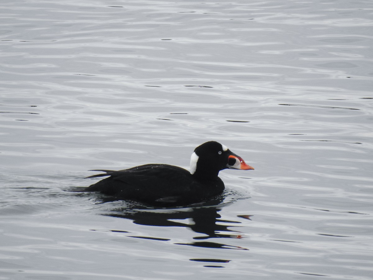 Surf Scoter - ML631157615