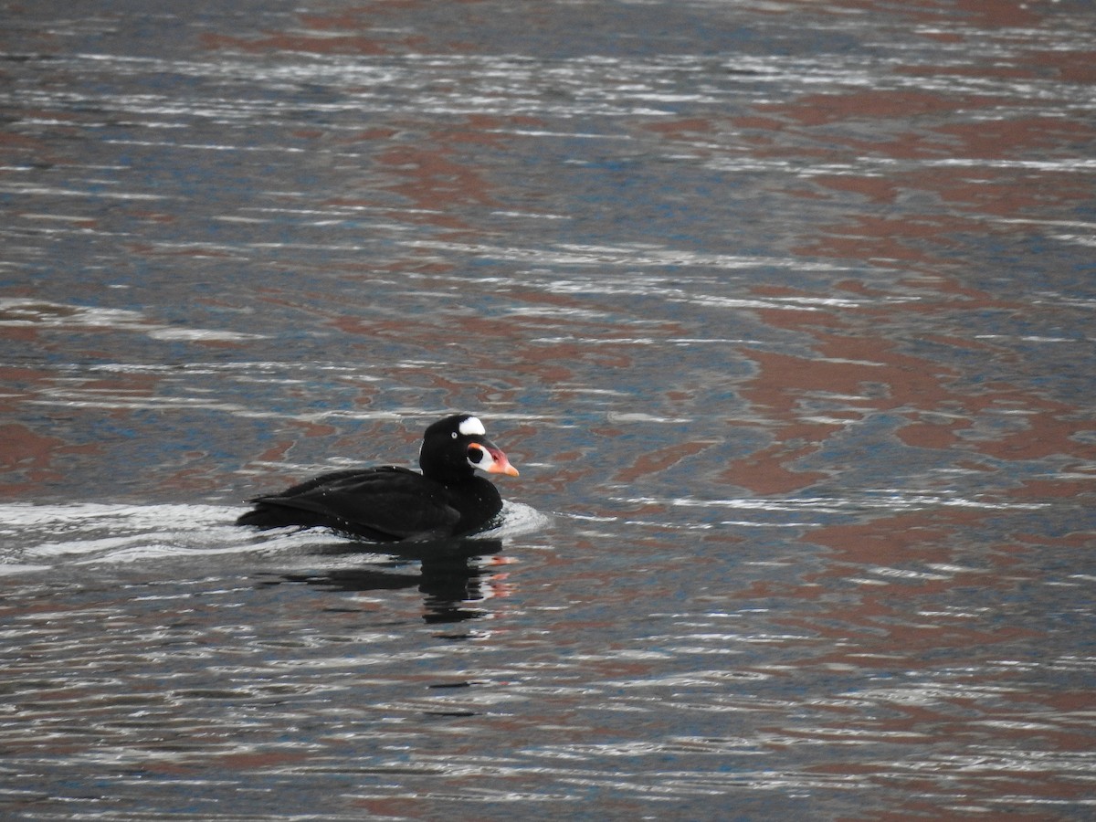 Surf Scoter - ML631157616
