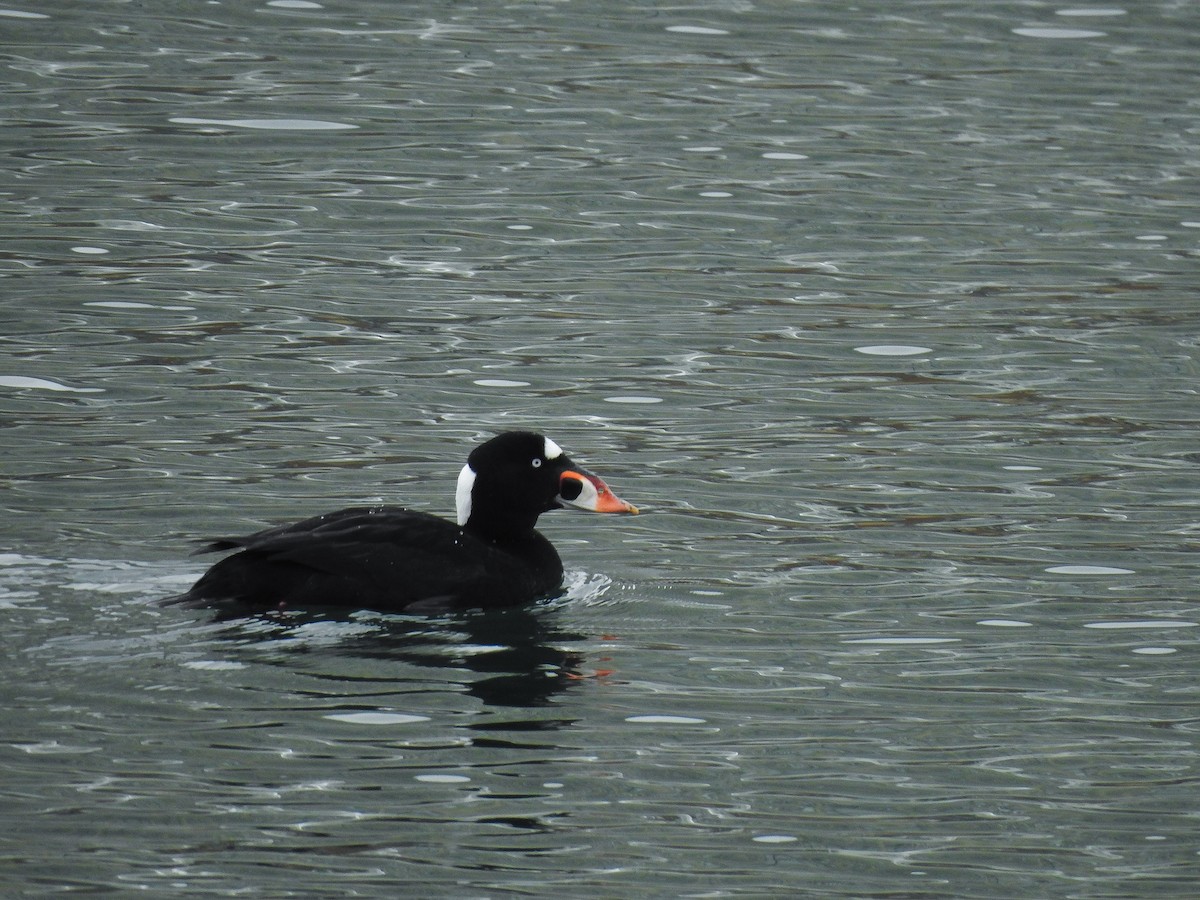 Surf Scoter - ML631157617