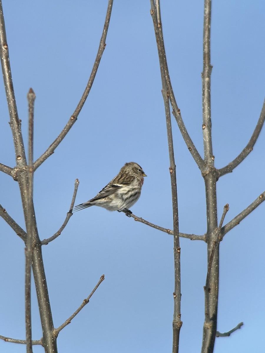 Redpoll - ML631157640