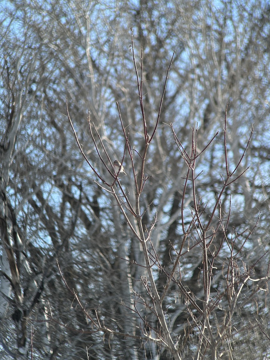 Redpoll - ML631157641