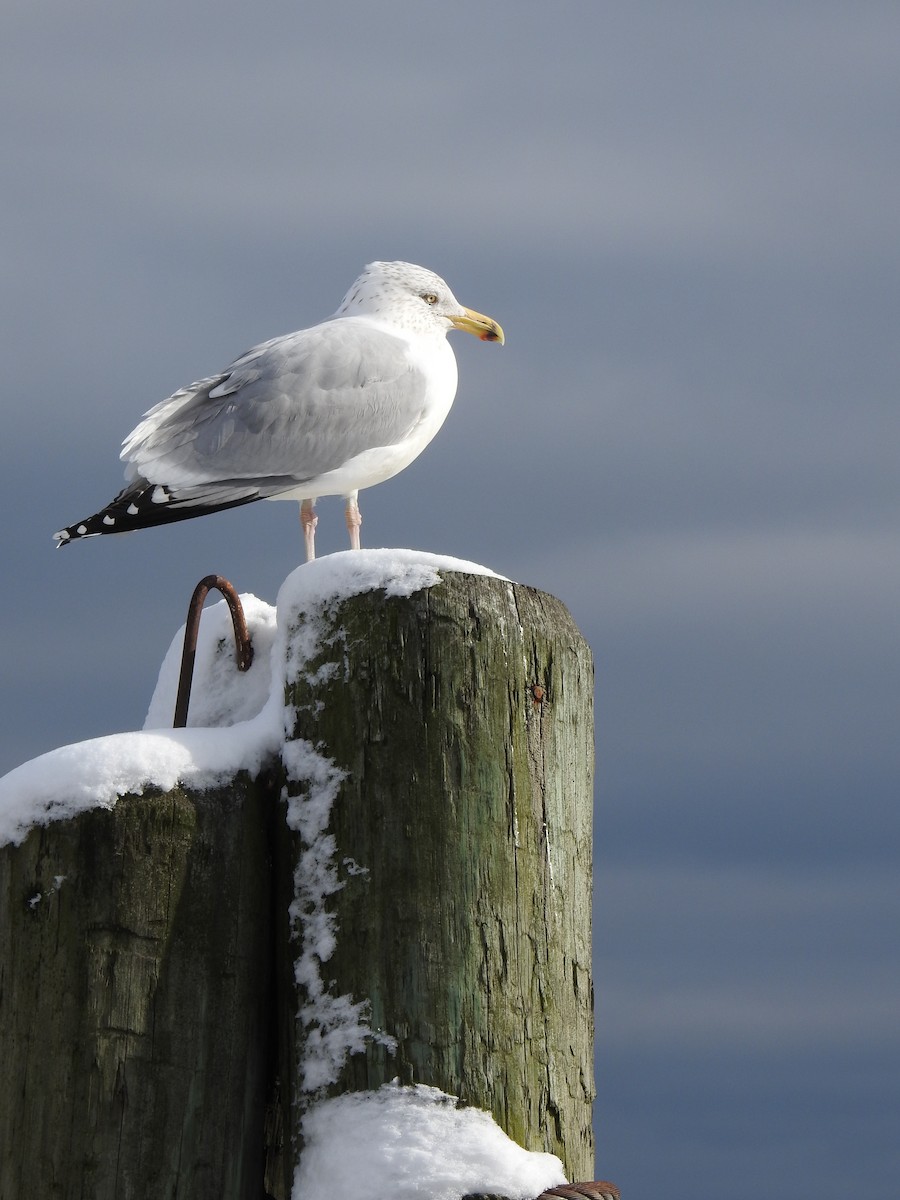 American Herring Gull - ML631157674