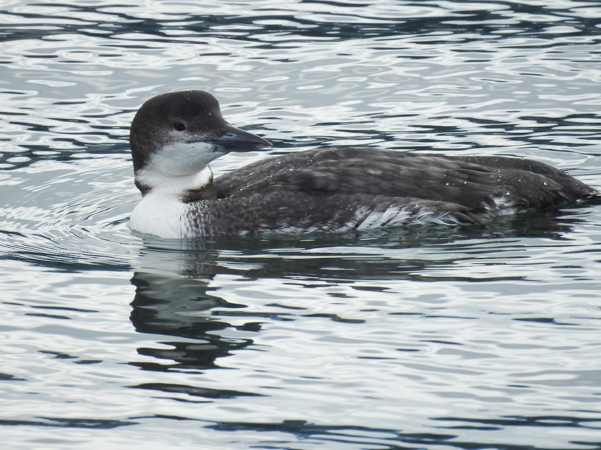 Common Loon - ML631157765