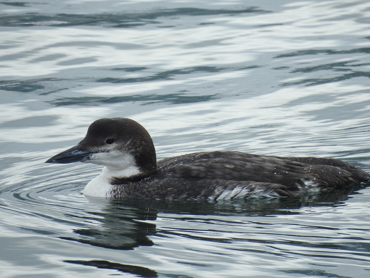 Common Loon - ML631157766