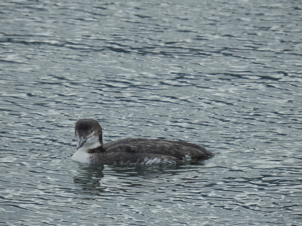 Common Loon - ML631157767