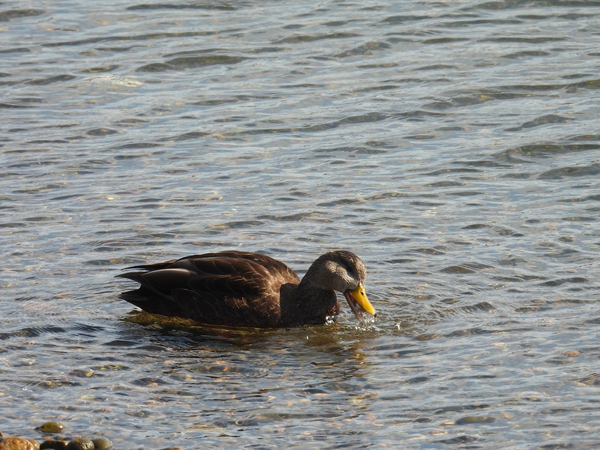 American Black Duck - ML631157834