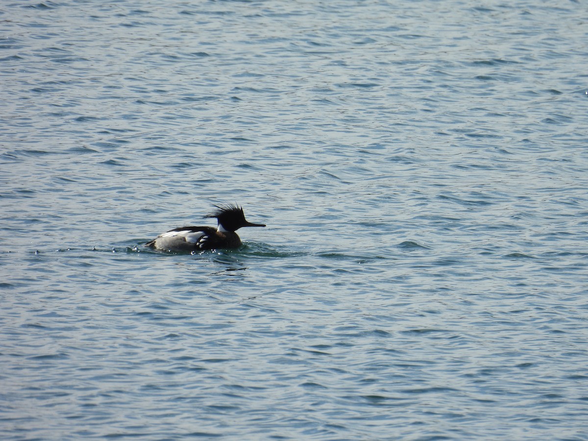 Red-breasted Merganser - ML631157841