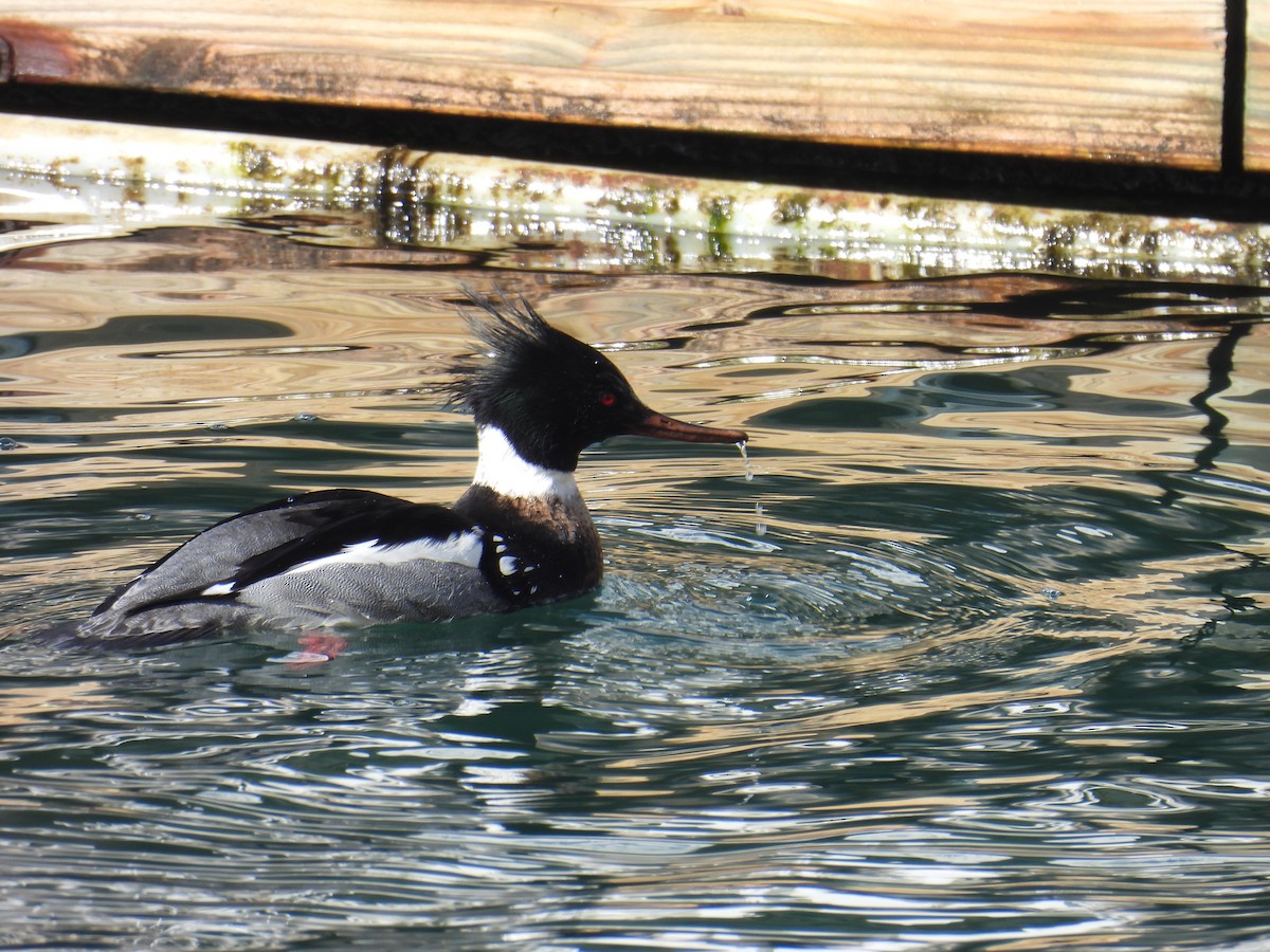 Red-breasted Merganser - ML631157851