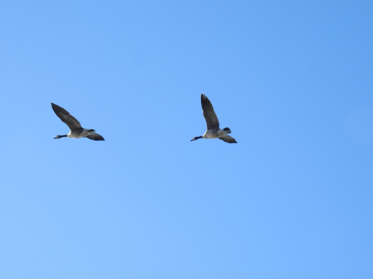 Canada Goose - ML631157856