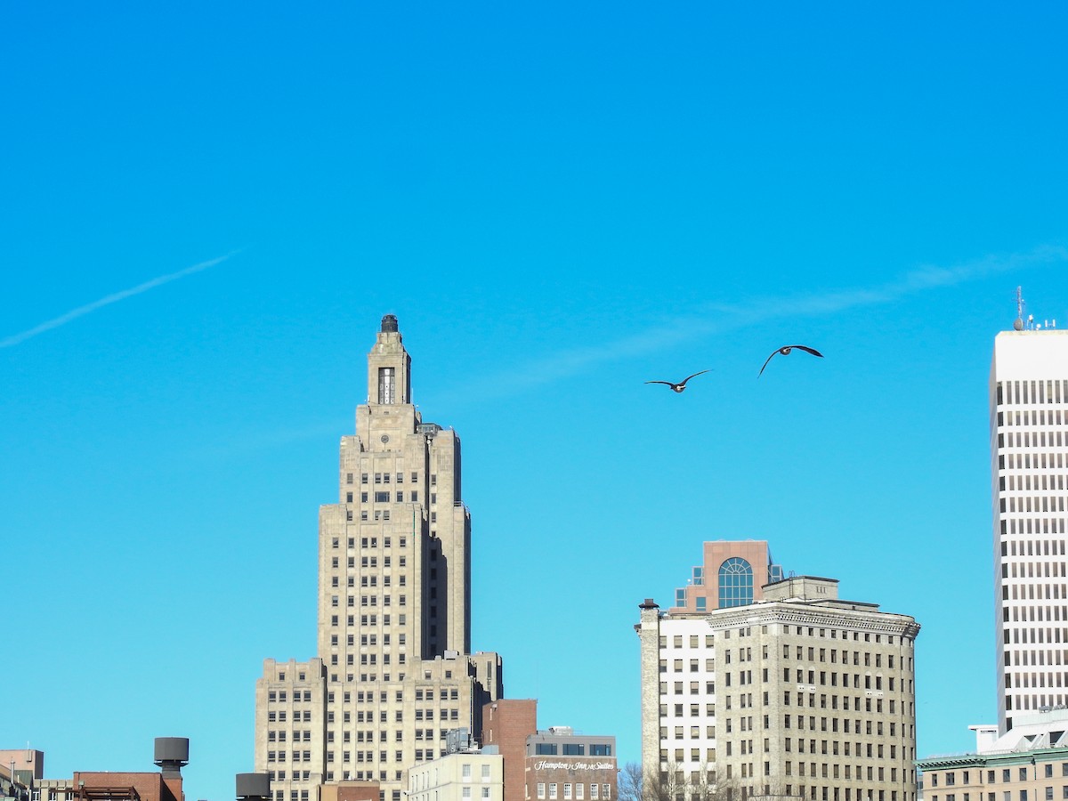 Canada Goose - ML631157857