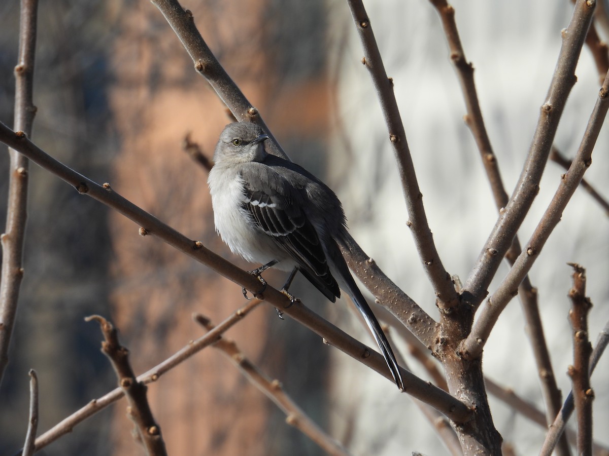 Northern Mockingbird - ML631157874