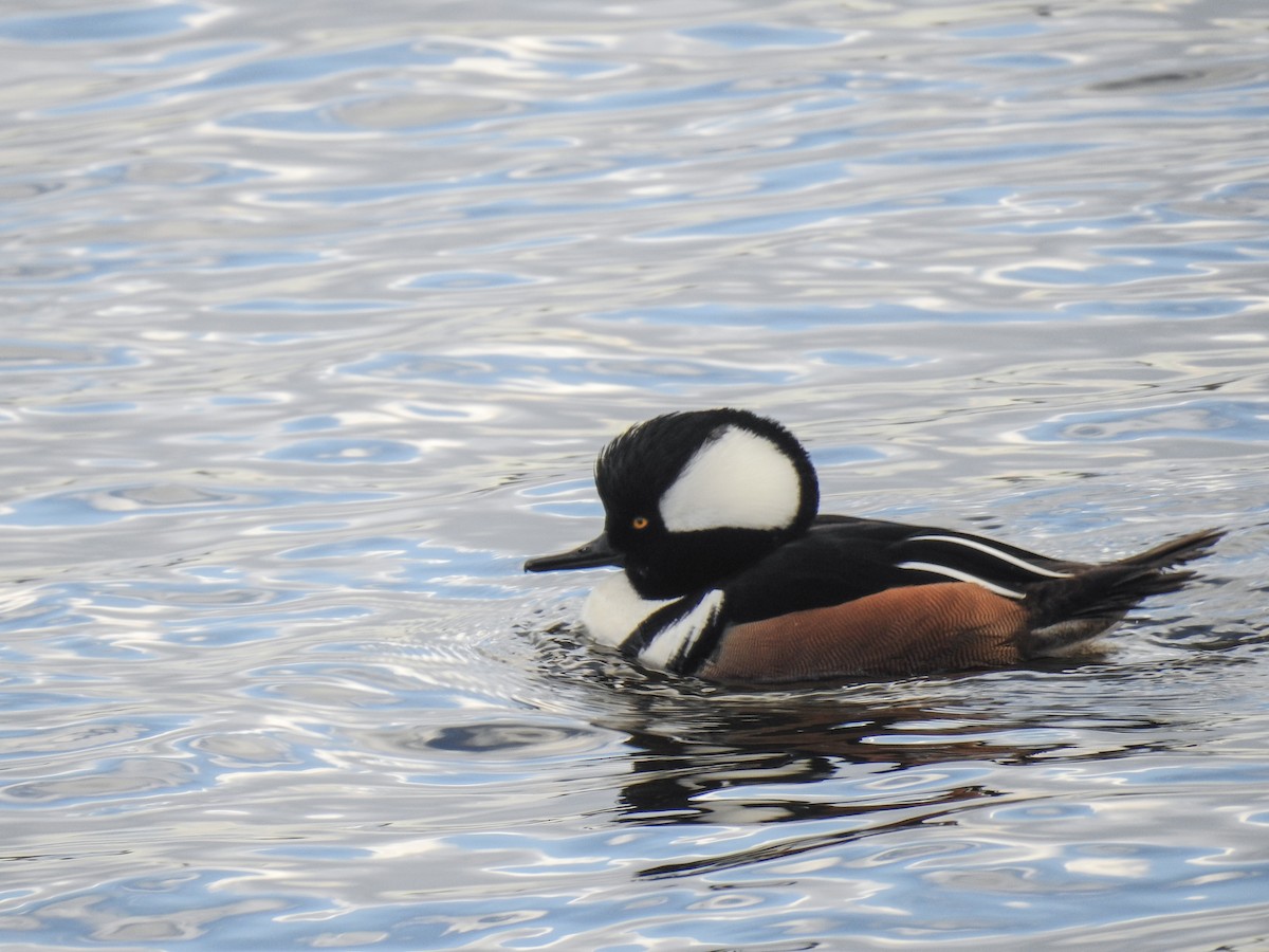 Hooded Merganser - ML631157898