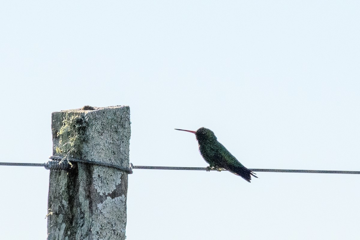 Glittering-bellied Emerald - ML631157924