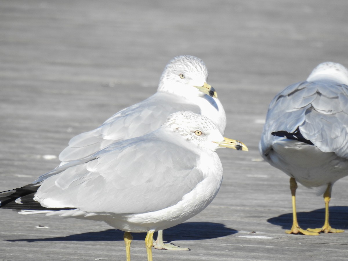 Ring-billed Gull - ML631157982