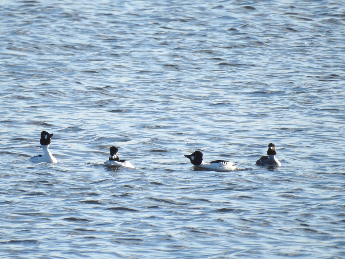 Common Goldeneye - ML631158129