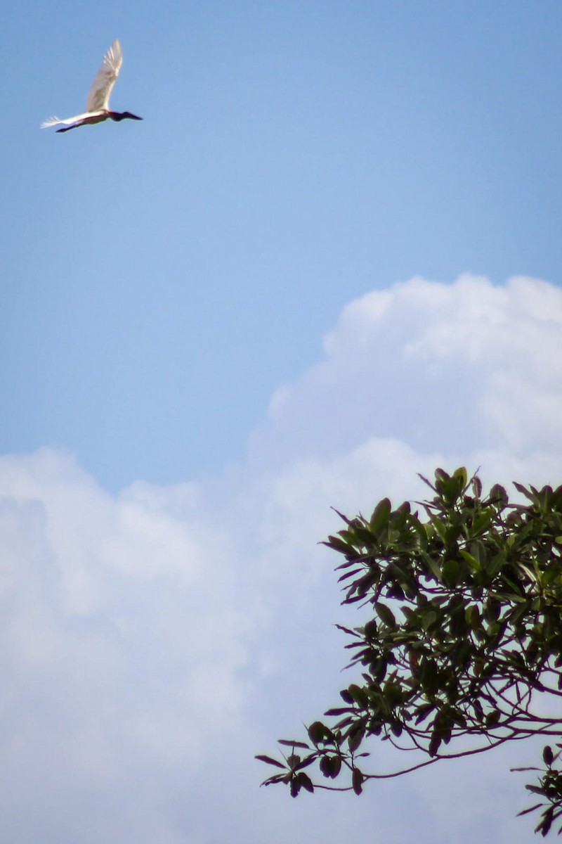 jabirustork - ML631158150
