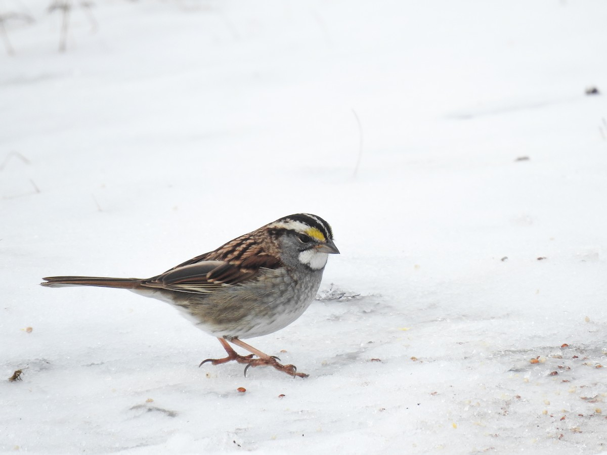White-throated Sparrow - ML631158172