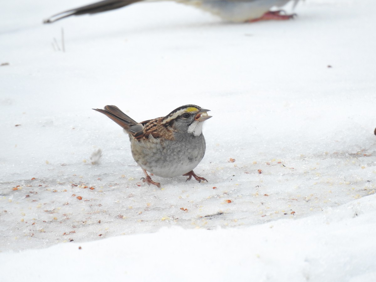 White-throated Sparrow - ML631158173