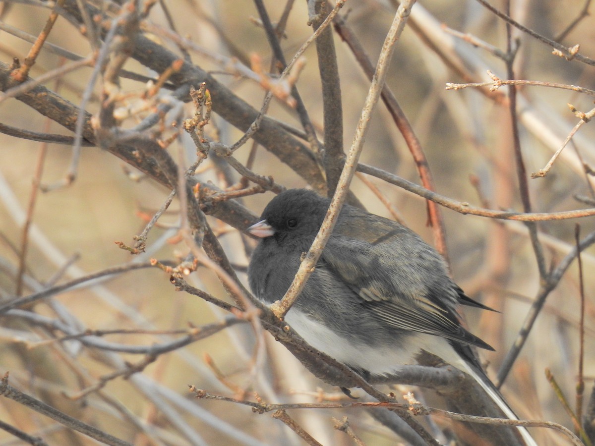 Dark-eyed Junco - ML631158202