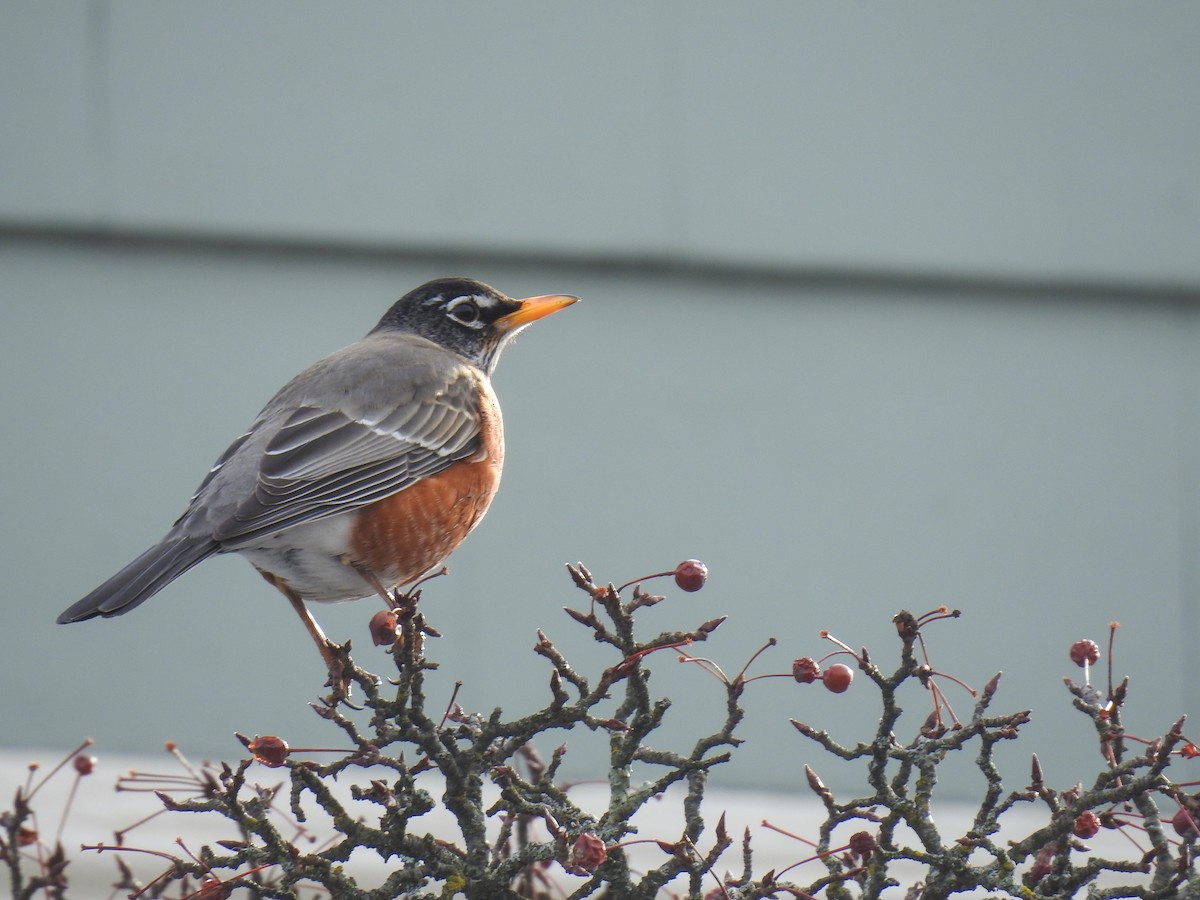 American Robin - ML631158252