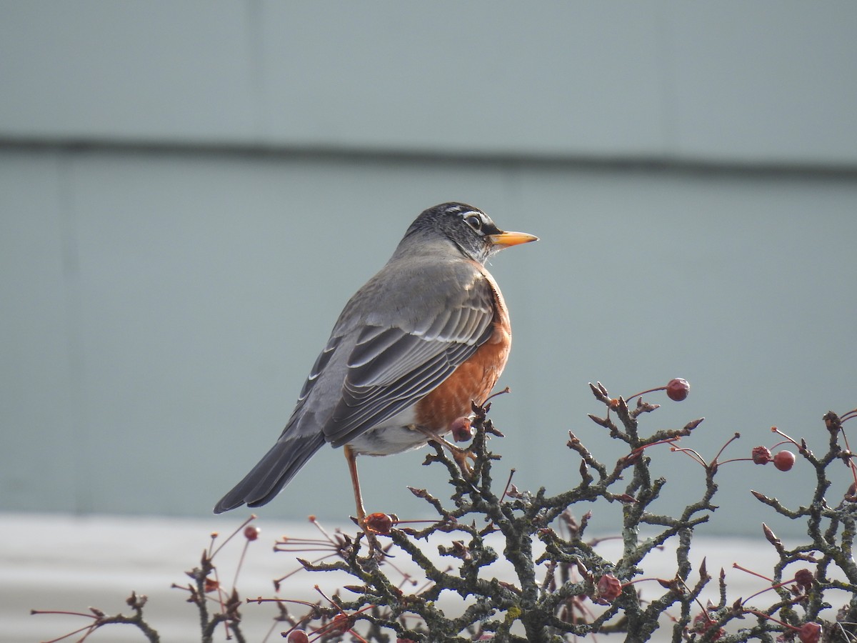 American Robin - ML631158253