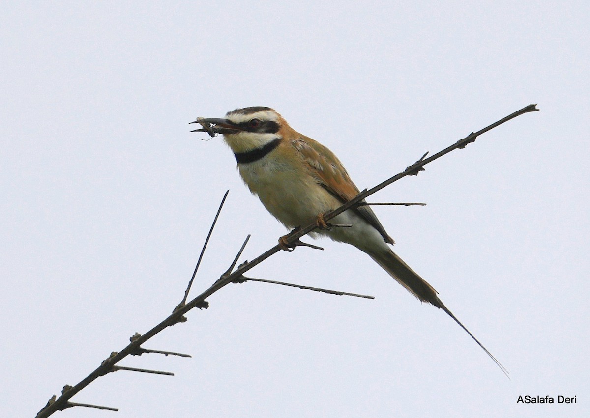 White-throated Bee-eater - ML631158258