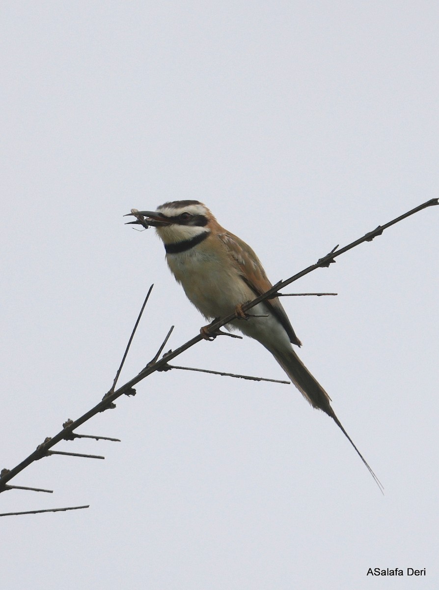 White-throated Bee-eater - ML631158259