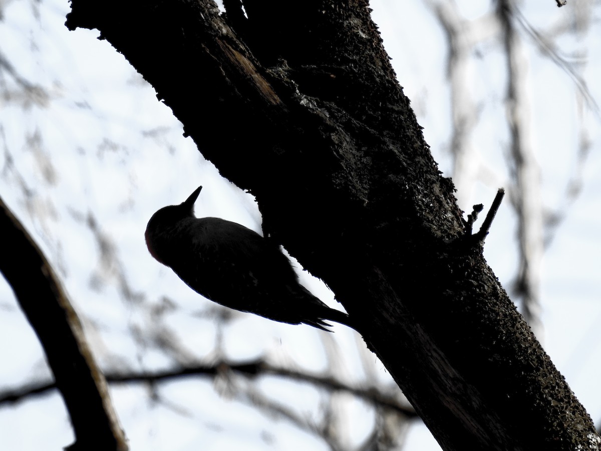 Red-bellied Woodpecker - ML631158291