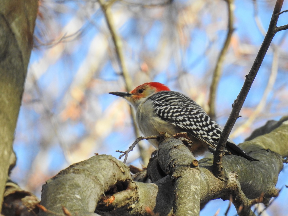 Red-bellied Woodpecker - ML631158293