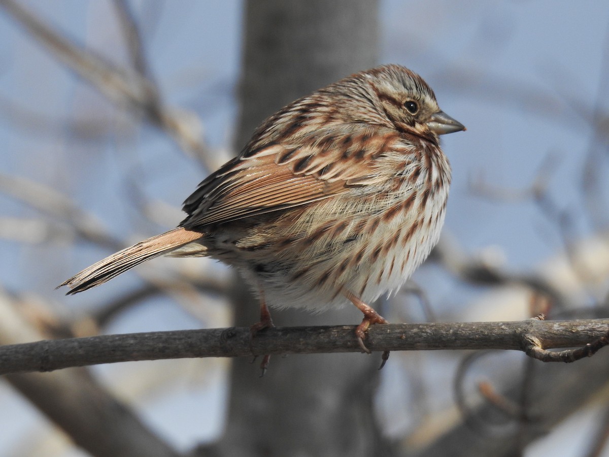 Song Sparrow - ML631158370