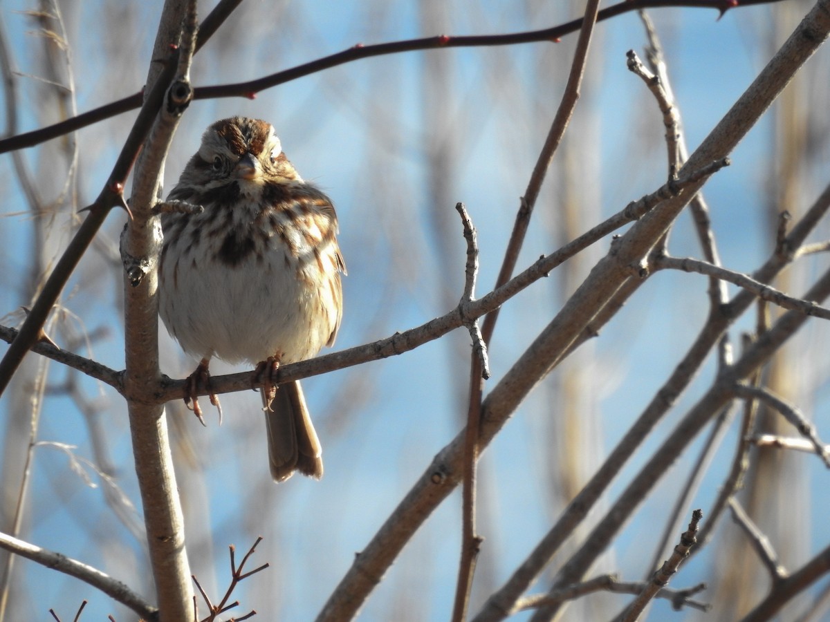 Song Sparrow - ML631158371