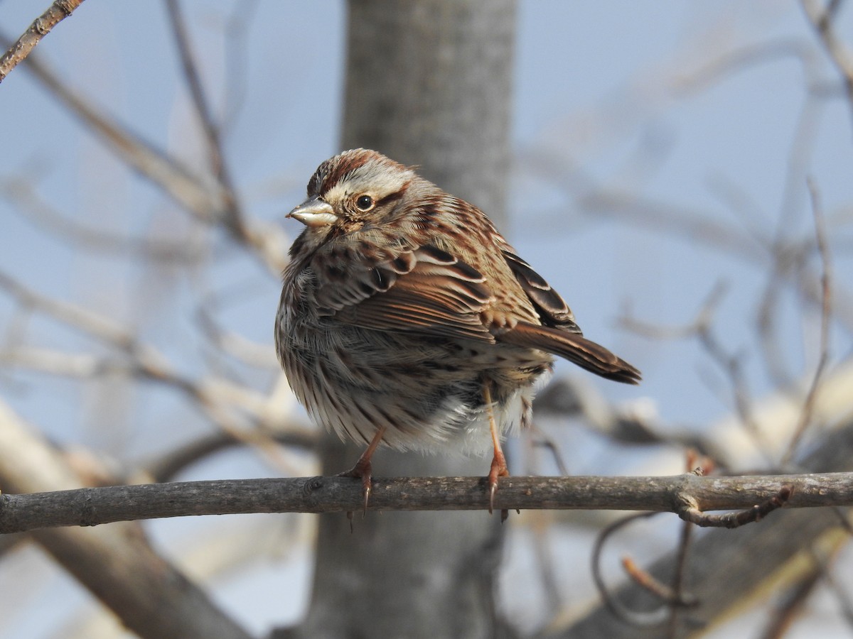 Song Sparrow - ML631158373