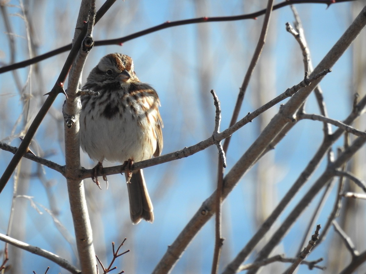 Song Sparrow - ML631158374
