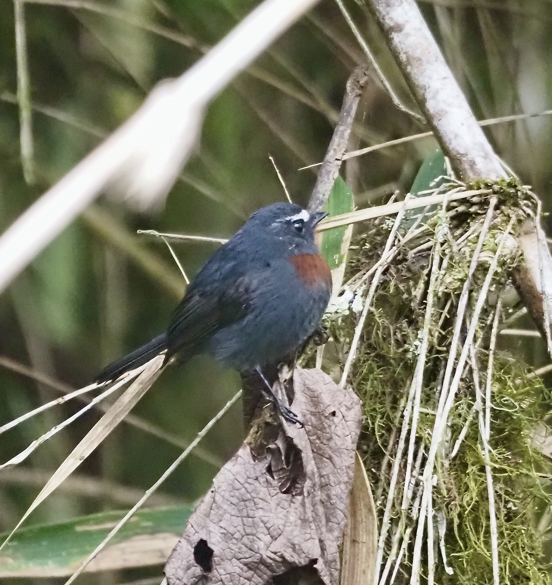 Maroon-belted Chat-Tyrant - ML631158523