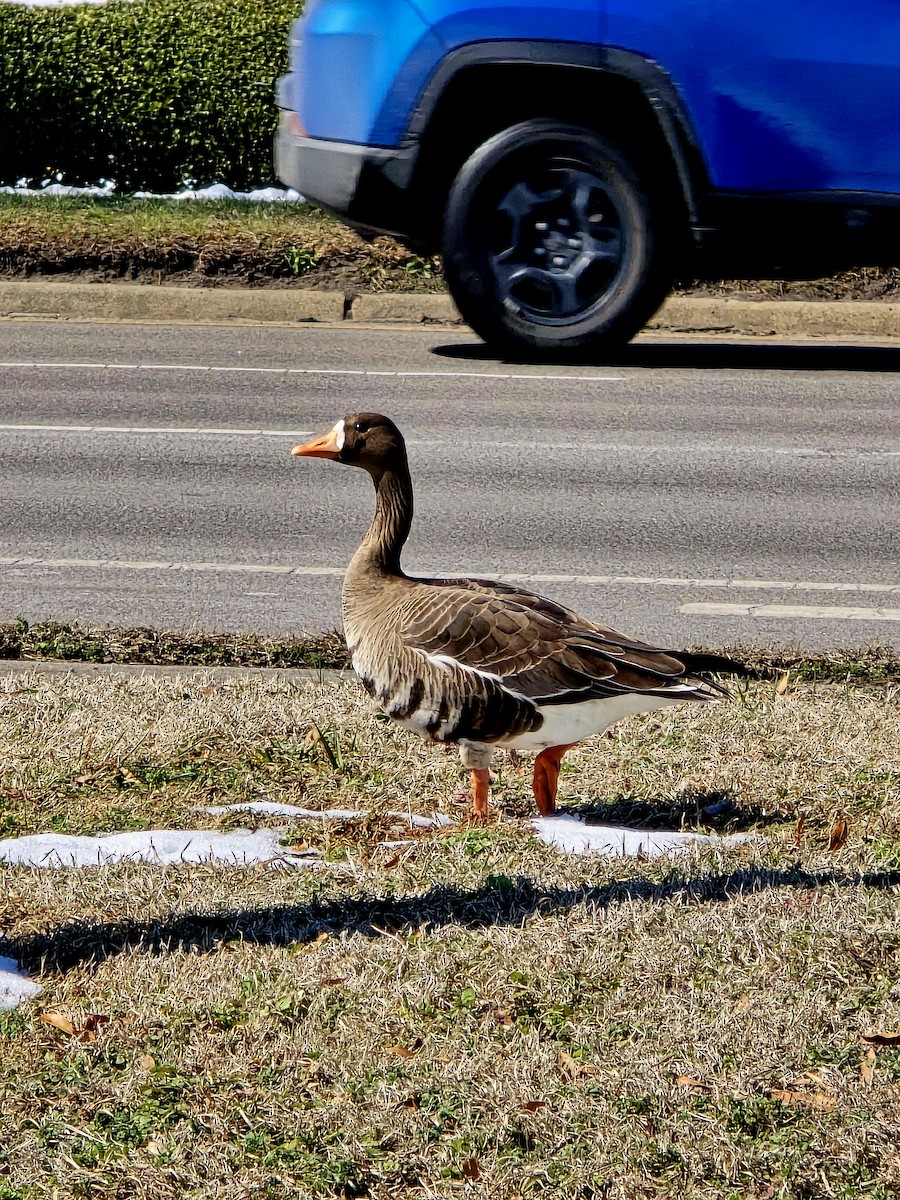 Greater White-fronted Goose - ML631158524