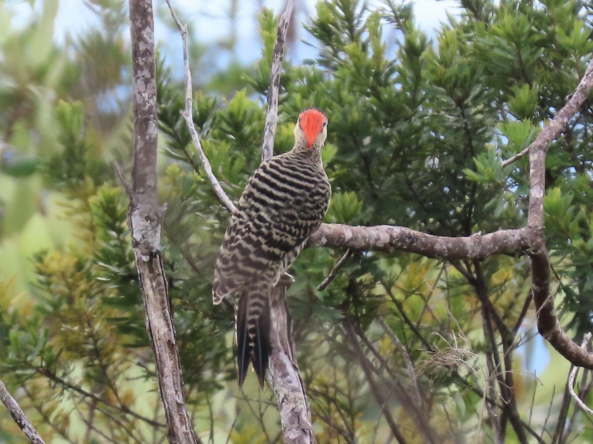 Green-barred Woodpecker - ML631158571